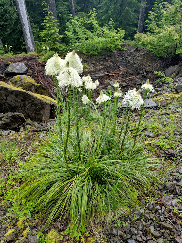 Western Beargrass In The Willamette National Forest Photography Art | InYourBackyard