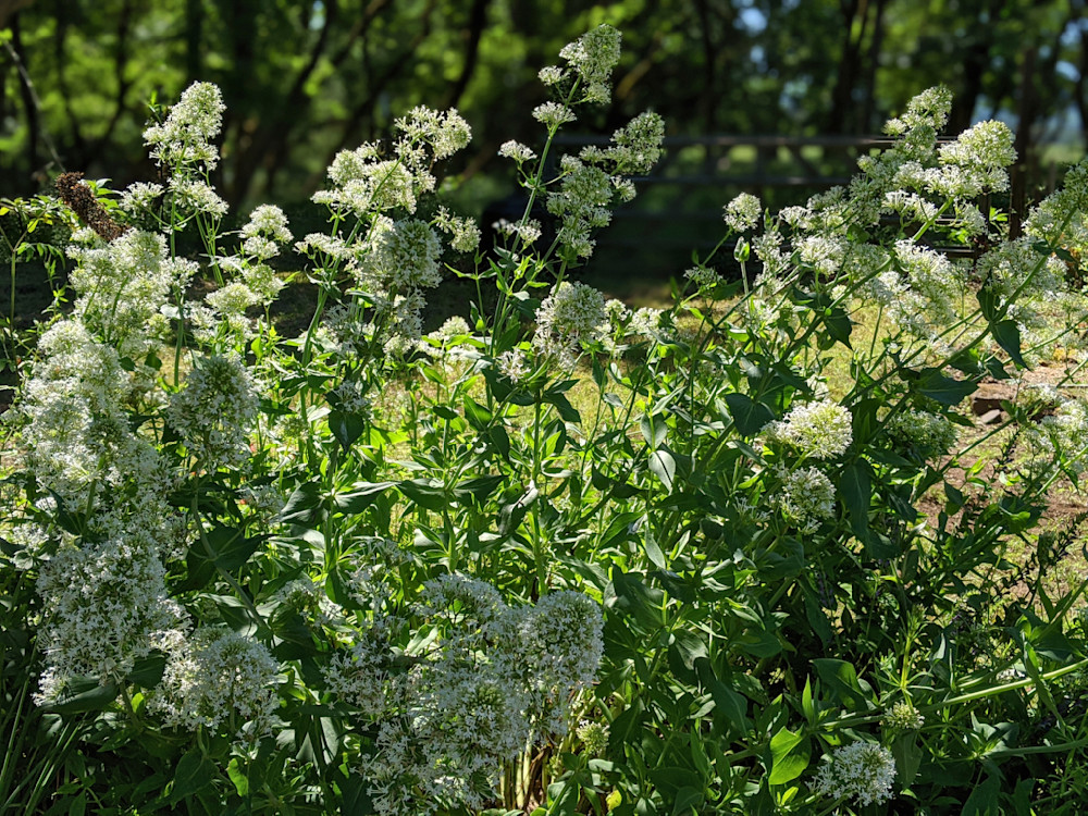 White Valerian Photography Art | InYourBackyard