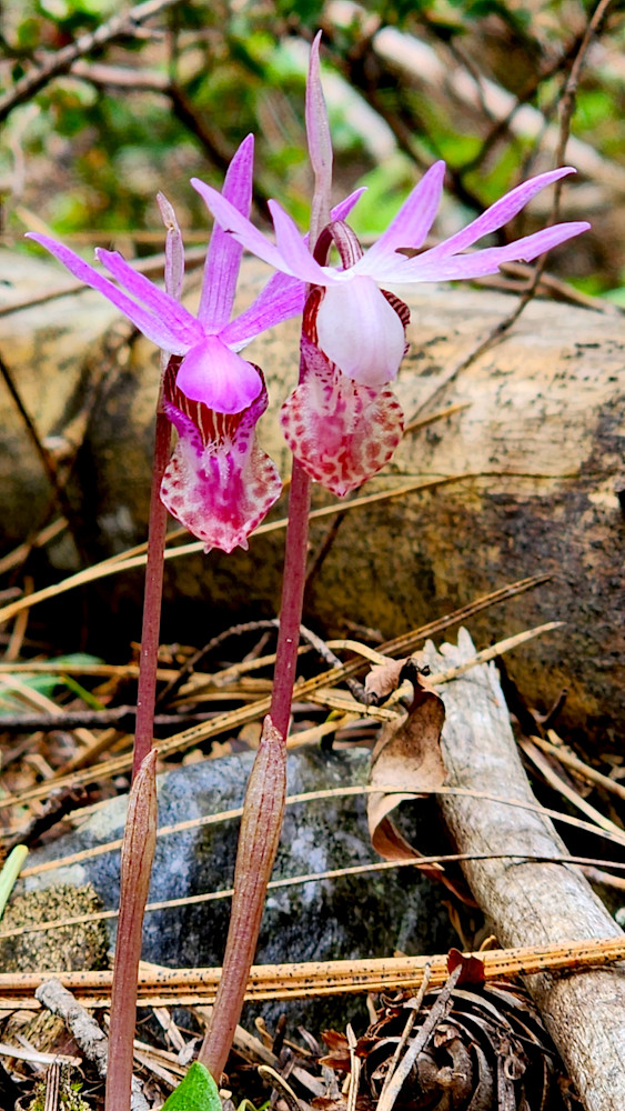 Calypso Orchid Photography Art | InYourBackyard