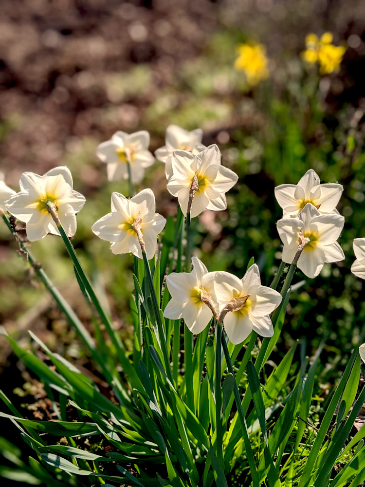 Daffodil Reversed Beauty Photography Art | InYourBackyard