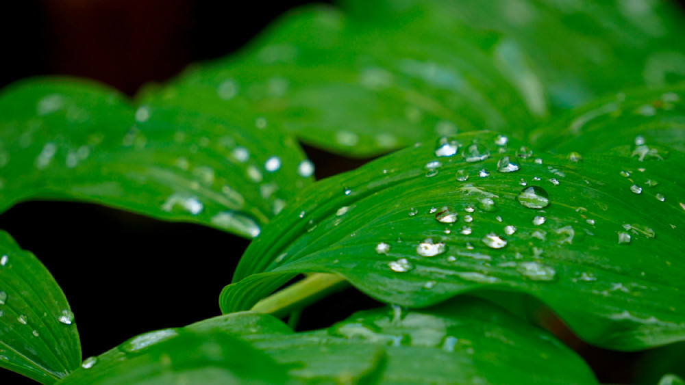 Dewey Leaves Photography Art | InYourBackyard