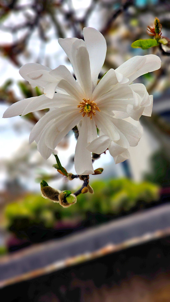 White Star Magnolia Photography Art | InYourBackyard