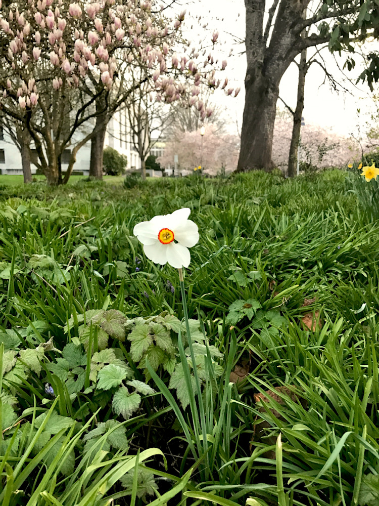 Lone Poet Narcissus Flower Photography Art | InYourBackyard