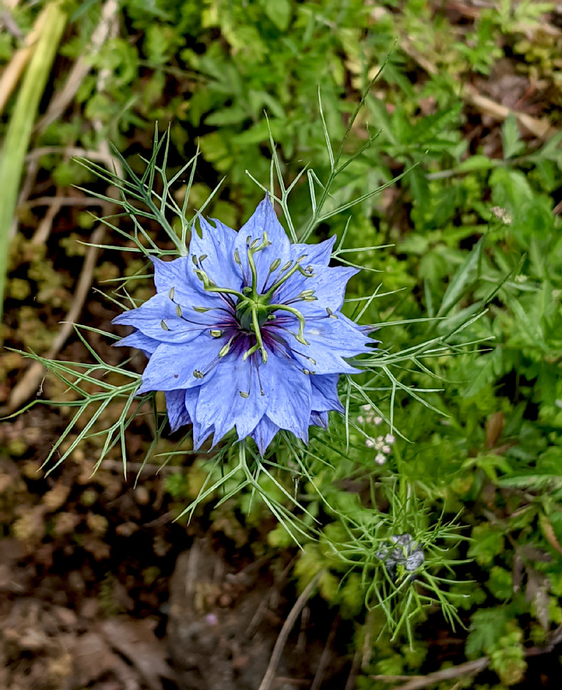 Love In A Mist Flower Photography Art | InYourBackyard