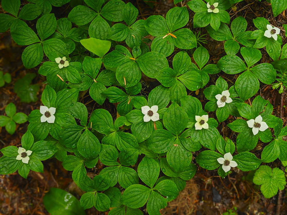 Bunchberry Dew Photography Art | InYourBackyard