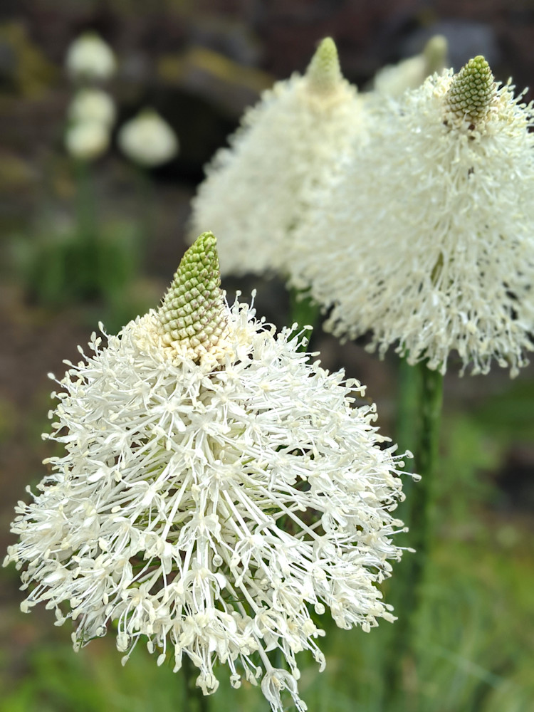 Bear Grass Abundance Photography Art | InYourBackyard