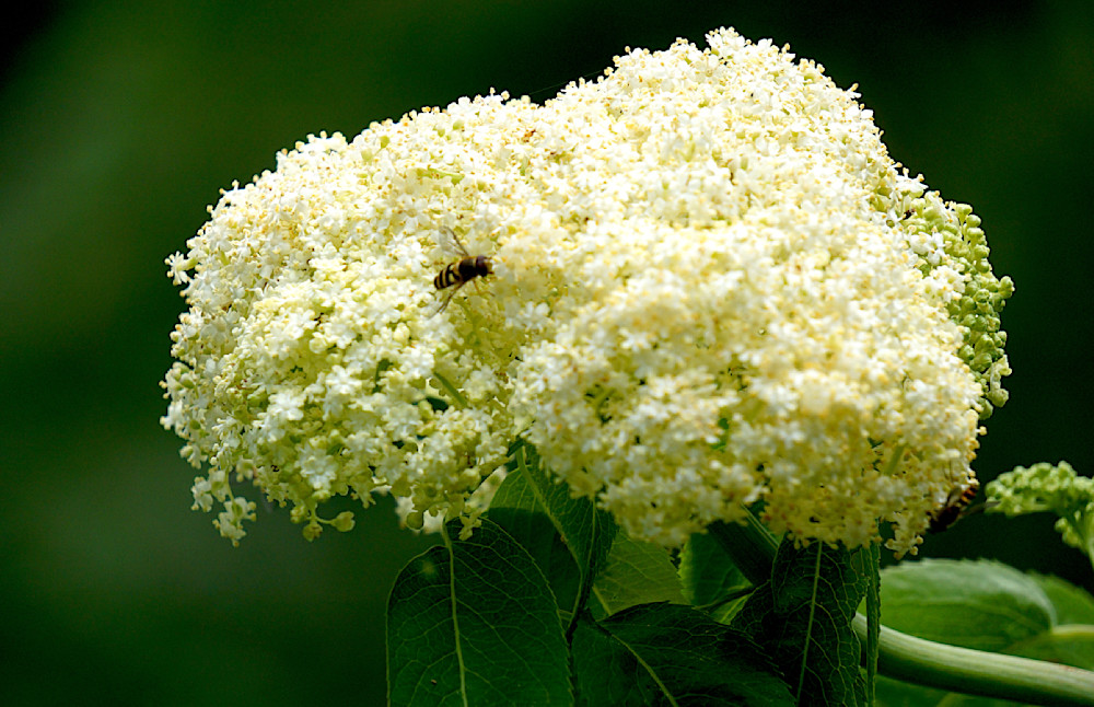 Bees Enjoying The Nectar Of The Creamy White Elderberry Flowers Photography Art | InYourBackyard