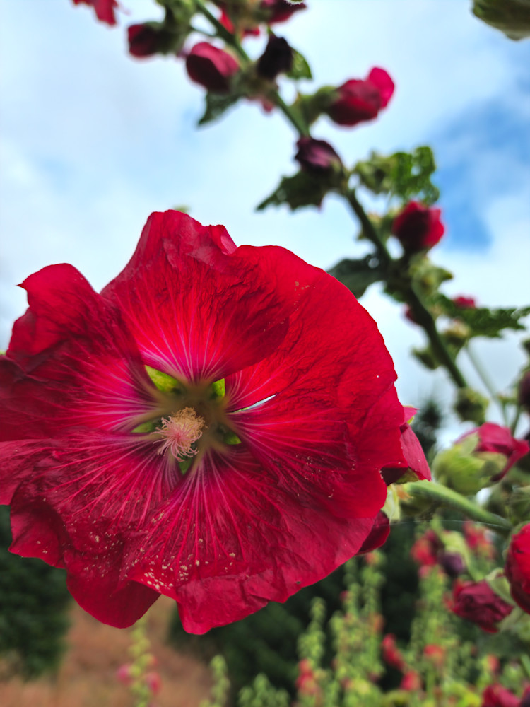 Hollyhock Glory Photography Art | InYourBackyard