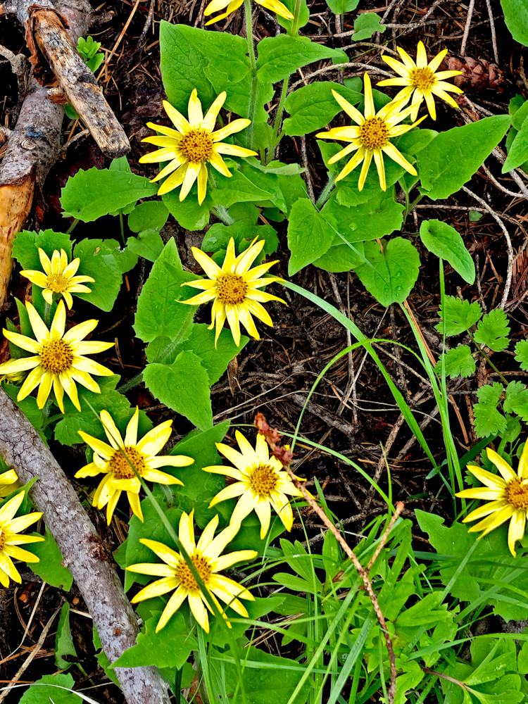 Coneflower Delight Photography Art | InYourBackyard
