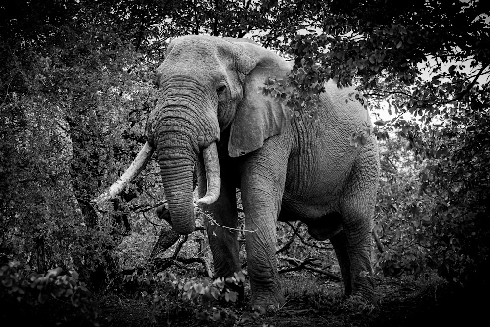 Large Bull Elepohant in Kruger Park in BW