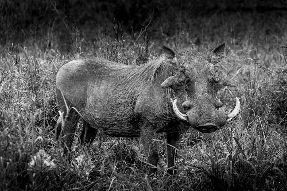 Warthog in Kruger National Park in BW