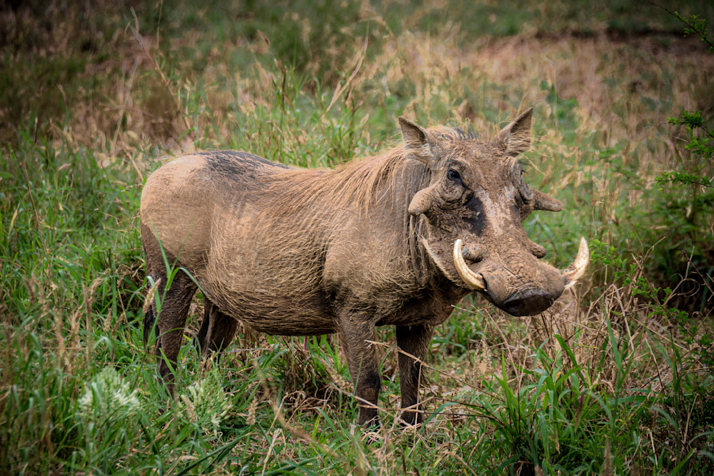 Warthog in Kruger National Park
