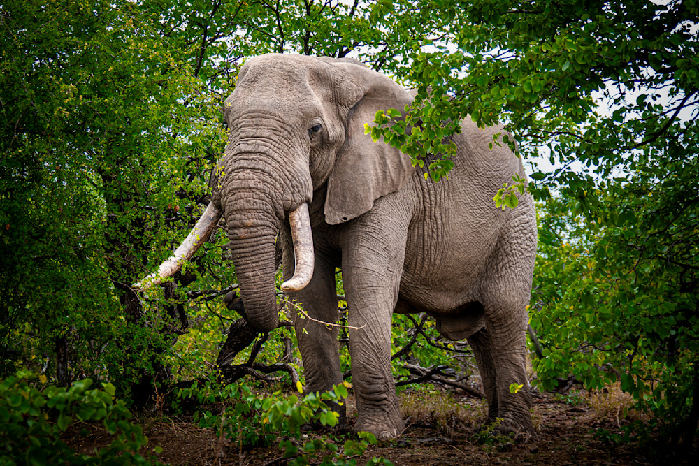 Large Bull Elepohant in Kruger Park