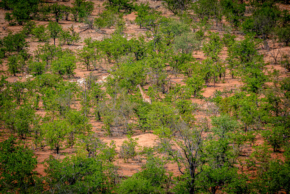 Giraffe among the Trees