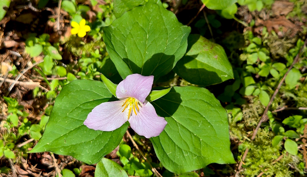 Pink Trillium Majesty Photography Art | InYourBackyard