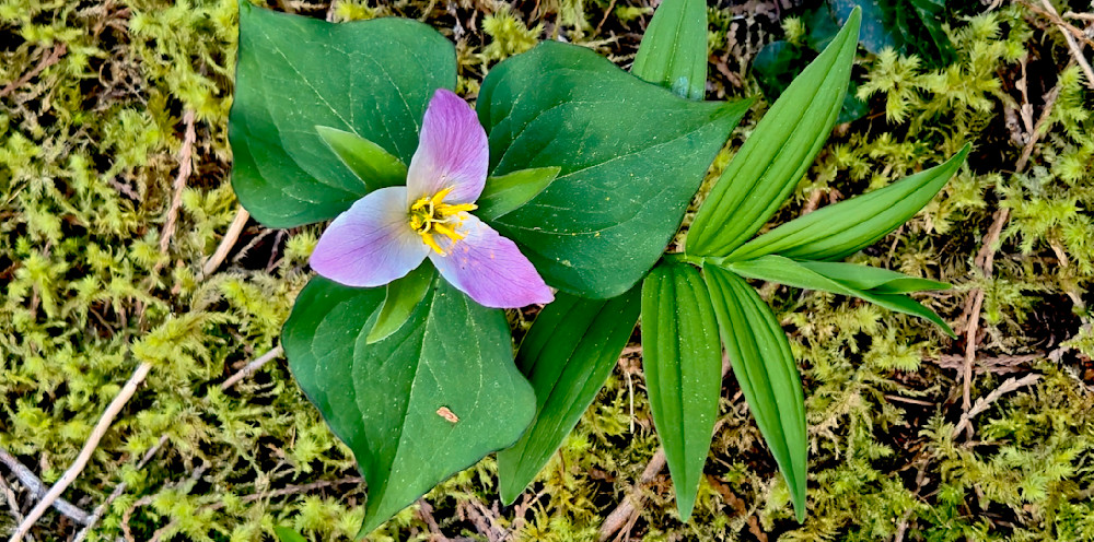 Pink Trillium In The Willamette National Forest Photography Art | InYourBackyard