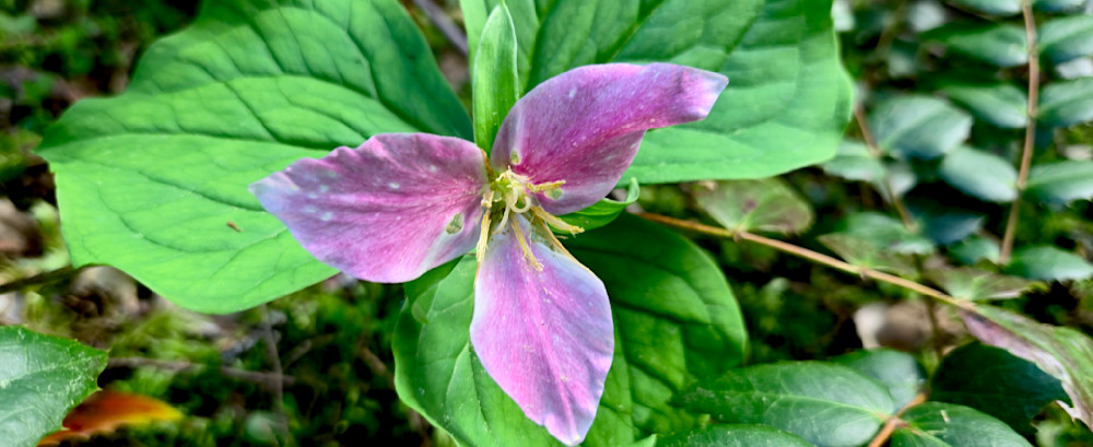 Pinky Trillium In The Willamette National Forest Photography Art | InYourBackyard