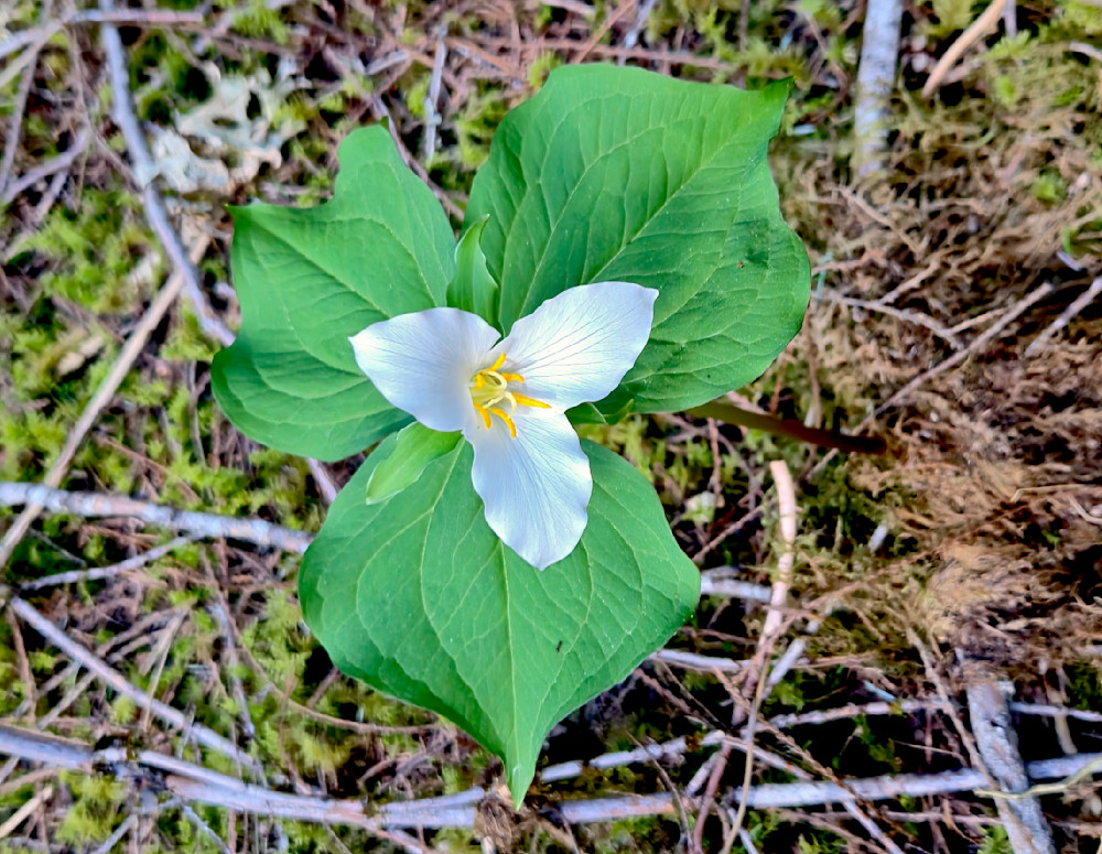 White Opal Trillium Photography Art | InYourBackyard