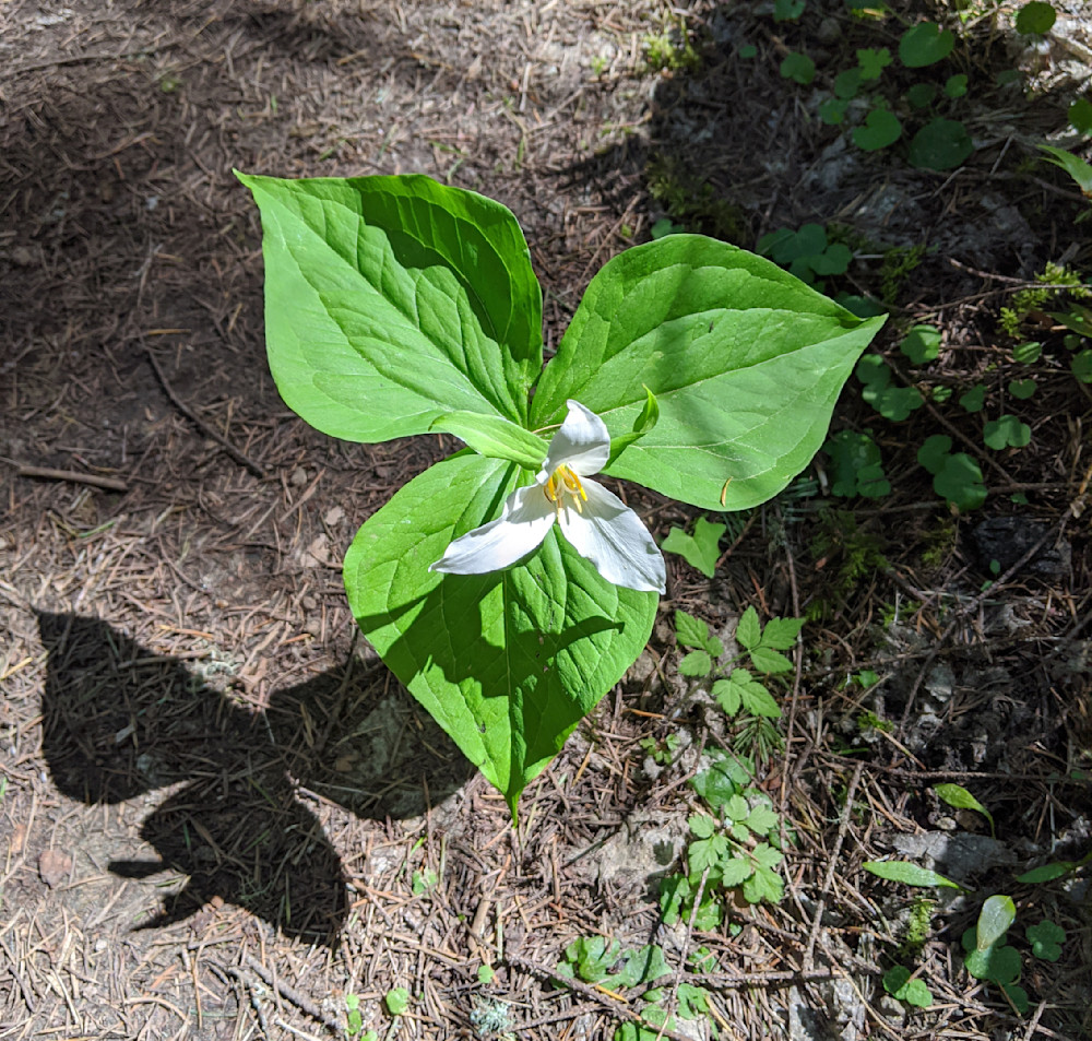 White Trillium Springtime Joy Photography Art | InYourBackyard