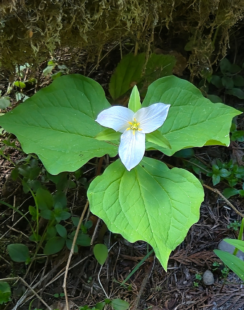 White Trillium Photography Art | InYourBackyard