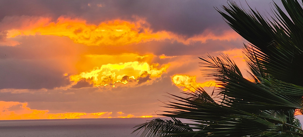 Golden Sunset Palms Photography Art | InYourBackyard