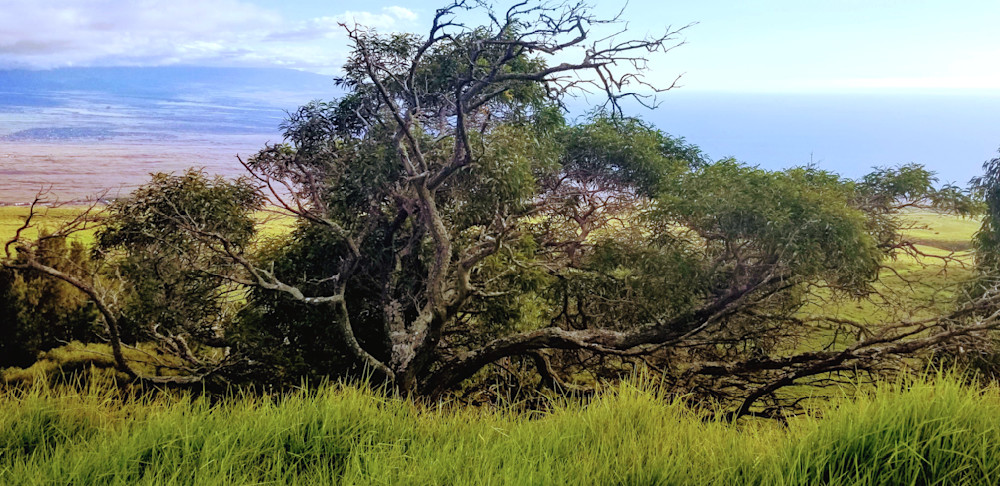 Hawaiian Brush Photography Art | InYourBackyard