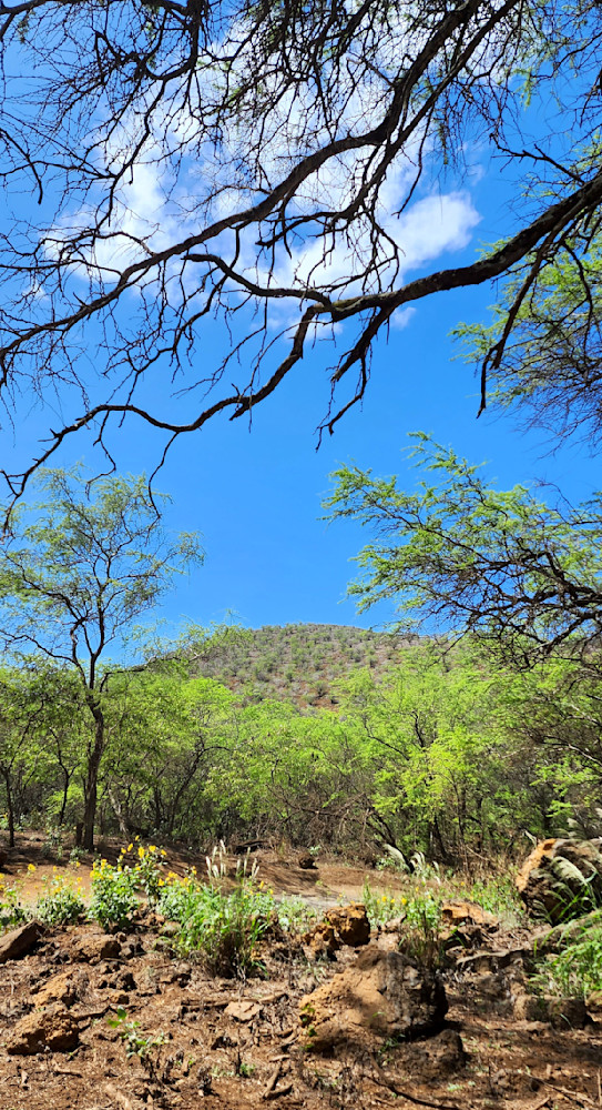 Maui Green Landscape Photography Art | InYourBackyard