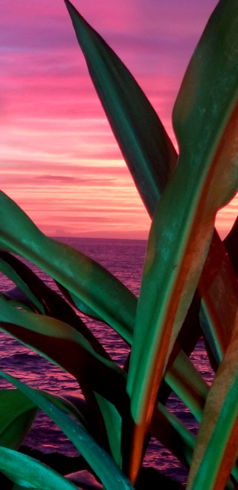 Sunset Bushel In Hawaii Photography Art | InYourBackyard