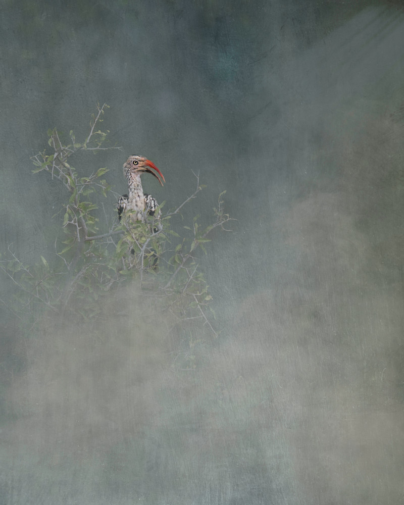 Mist And Branch Photography Art | Kevin Morris Photography USA