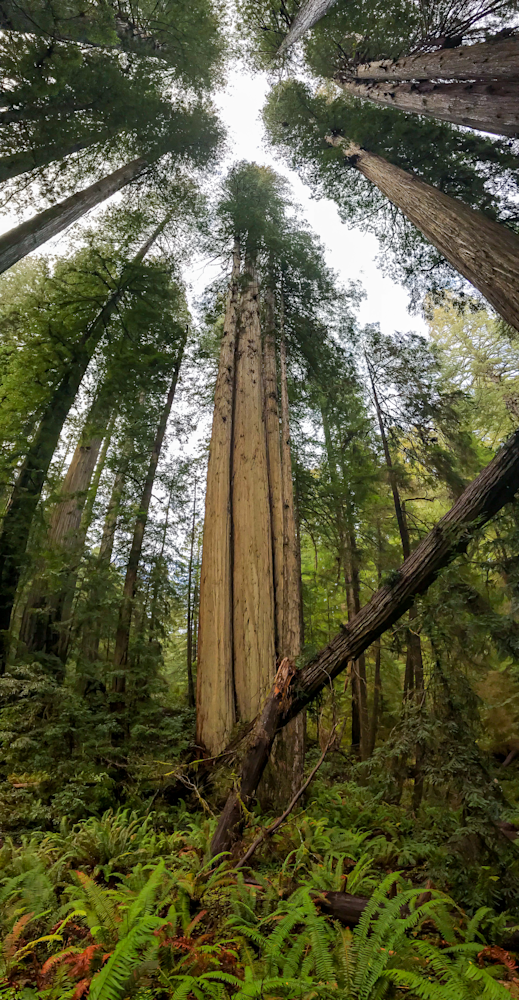 Redwood Grove Panoramic