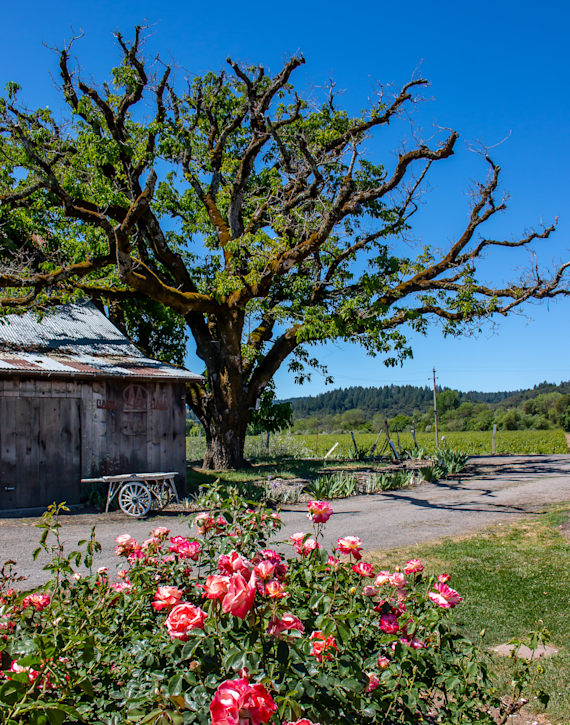 Rural Spring Blooms