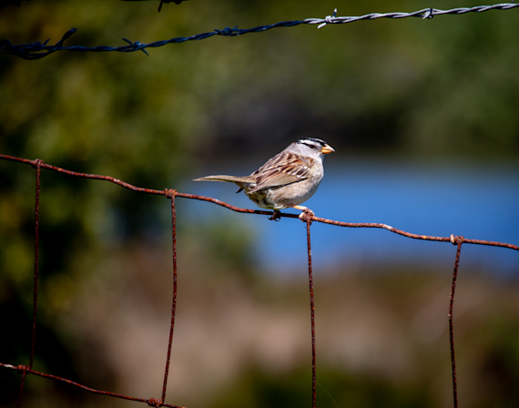 Bird on a Wire Fence