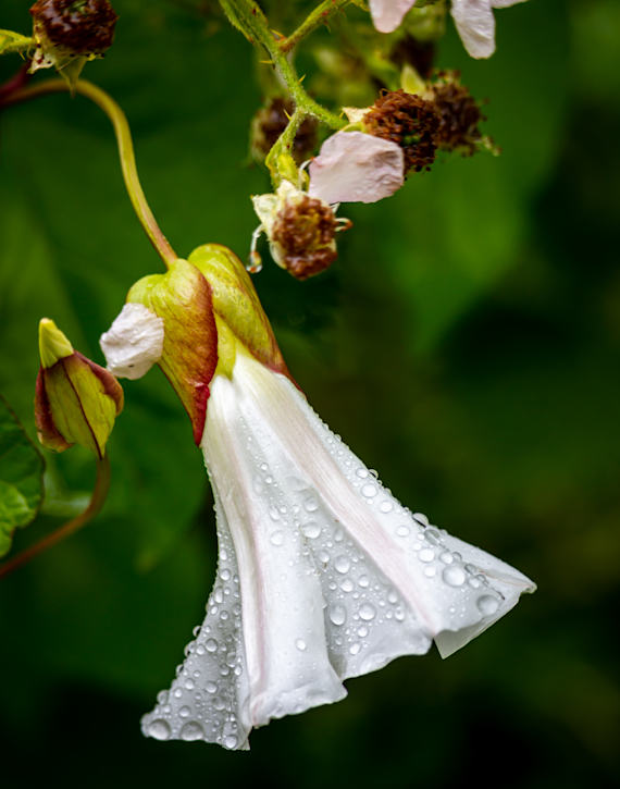 Raindrops on Coastal Morning Glory