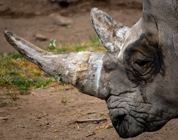 Rhino Wrinkles