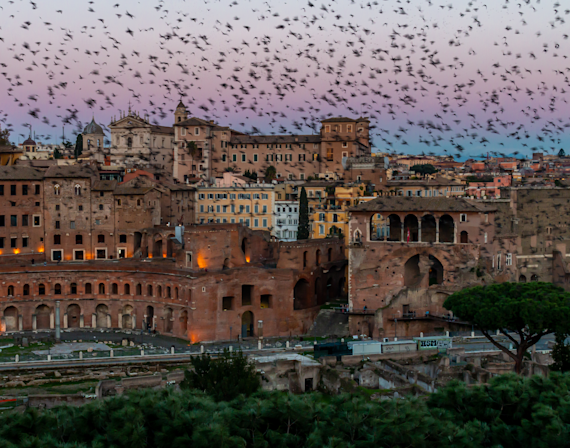 Murmuration of the Starlings in the Roman Forum