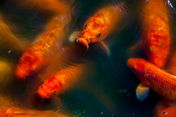 Koi Bubbles