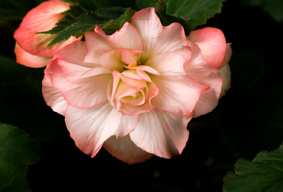 Beautiful Begonia