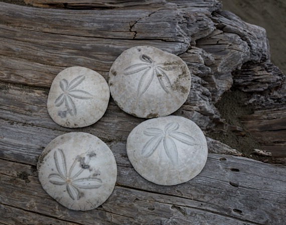 Sand Dollars on Driftwood