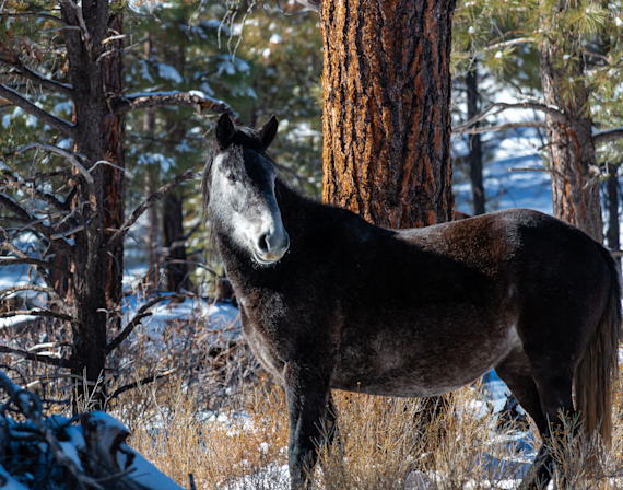 Grandmama of the Wild Herd