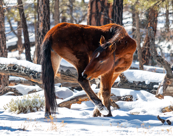 I've Got an Itch!