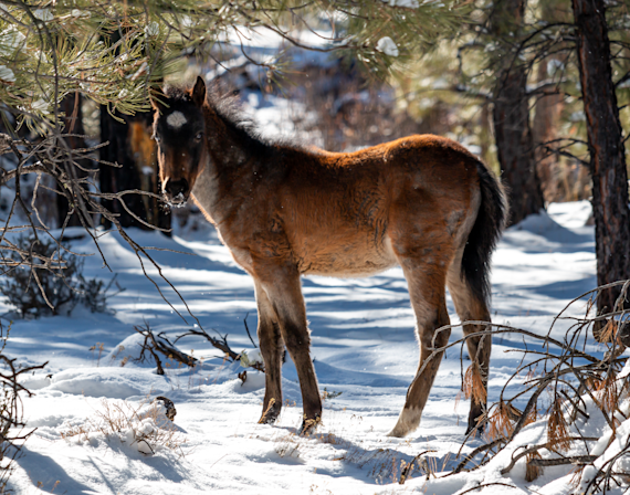 Wild Colt - Grand Canyon Herd