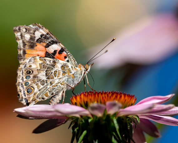 Painted Lady Macro