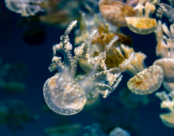 Jellyfish Dance