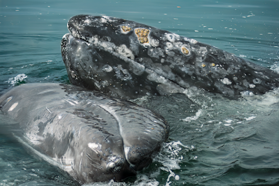 Grey Whales: Mama and Baby