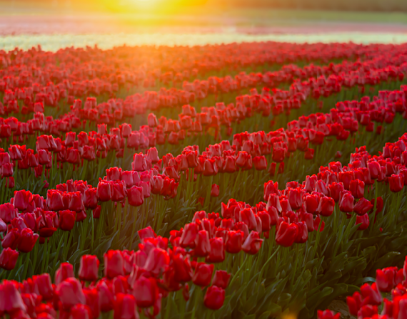 A Blooming Sunrise