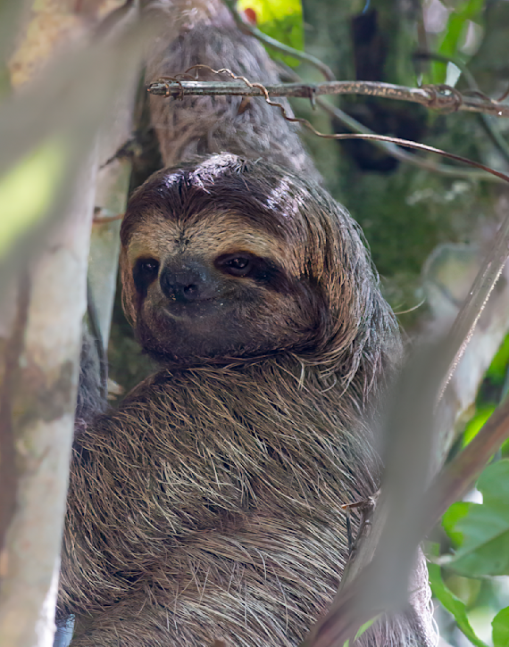 Just Hanging Out: A Sloth in Repose