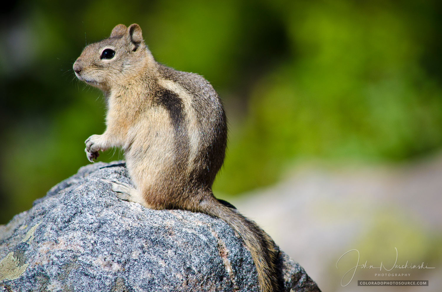 Photograph of Chipmunk in Colorado Rocky Mountain National Park