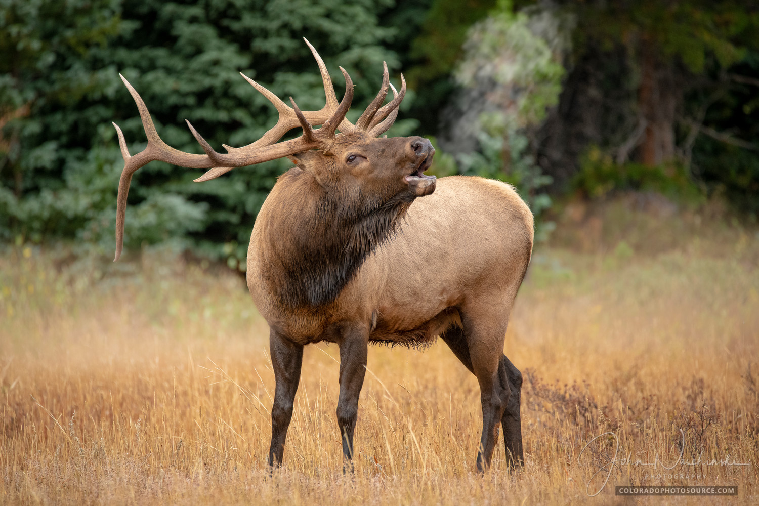 Photo Of Colorado Rocky Mountain Bull Elk Bugling In Rutting Season Photo Of Colorado Rocky Mountain Bull Elk Bugling In Rutting Season