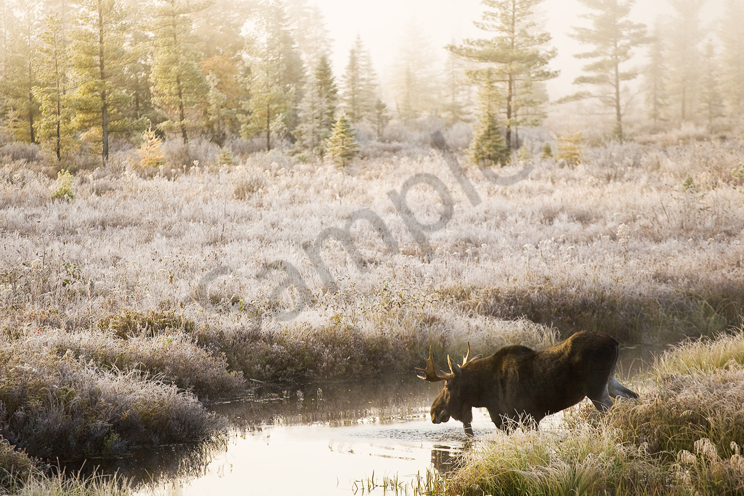 Wandering Moose