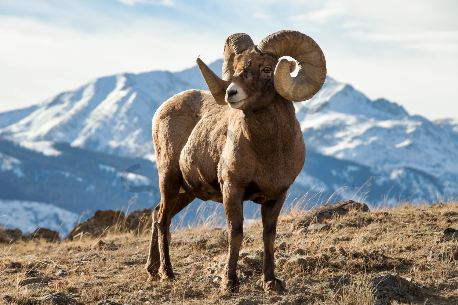 Rocky Mountain Bighorn Sheep in Wyoming 'See The World' Photo by